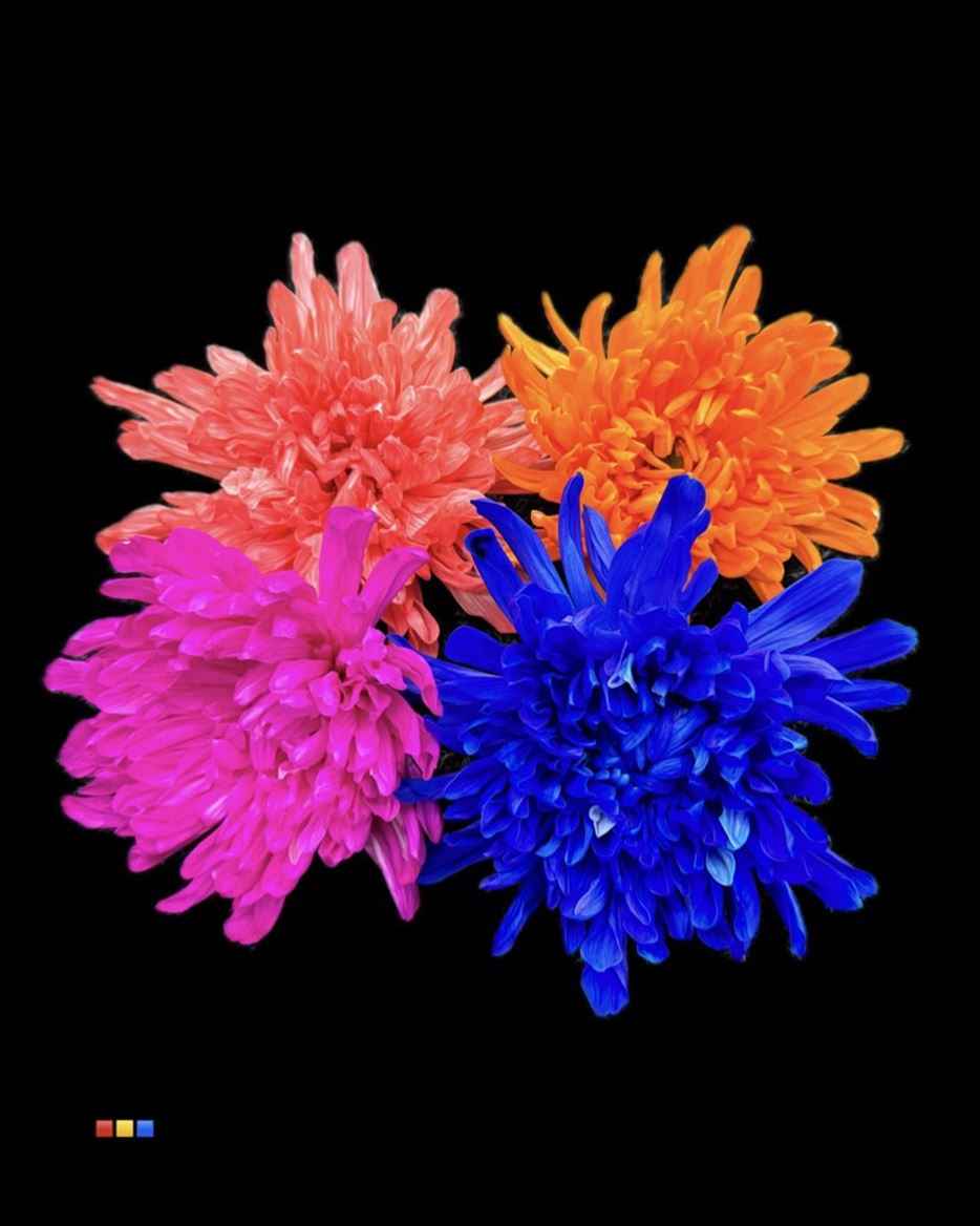 Срезанные цветы оптом Chrys bl paint antonov mix in bucket от 40шт из Голландии с доставкой по России