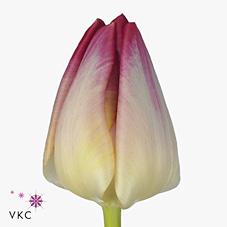 Срезанные цветы оптом Tulipa si supri erotic от 50шт из Голландии с доставкой по России