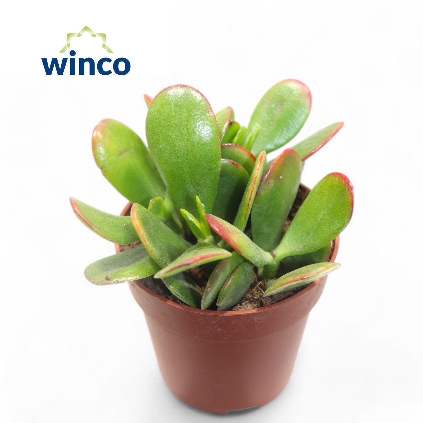 Горшечные цветы и растения оптом Crassula Sunset от 18шт (для телеги) из Голландии с доставкой по России