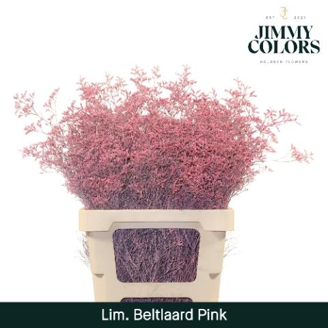 Срезанные цветы оптом Limonium beltlaard paint pink от 50шт из Голландии с доставкой по России