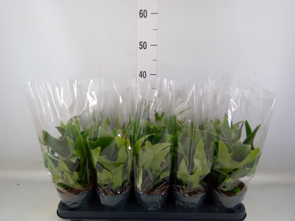 Горшечные цветы и растения оптом Platycerium Bifurc. от 10шт из Голландии с доставкой по России