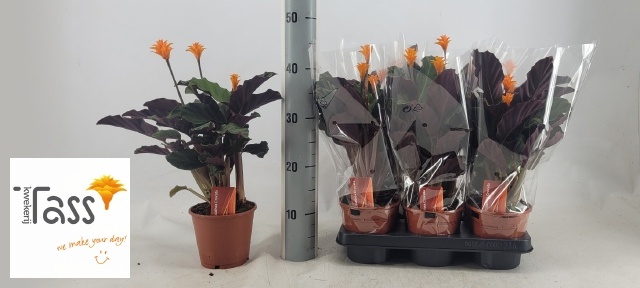 Горшечные цветы и растения оптом Calat Crocata от 6шт из Голландии с доставкой по России