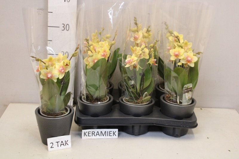 Горшечные цветы и растения оптом Phal Mf Ov Oranje от 6шт (для телеги) из Голландии с доставкой по России Горшечные цветы и растения оптом Phal Mf Ov Oranje от 6шт (для телеги) из Голландии с доставкой по России