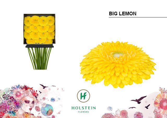 Срезанные цветы оптом Gerbera diamond gerponi big lemon от 15шт из Голландии с доставкой по России
