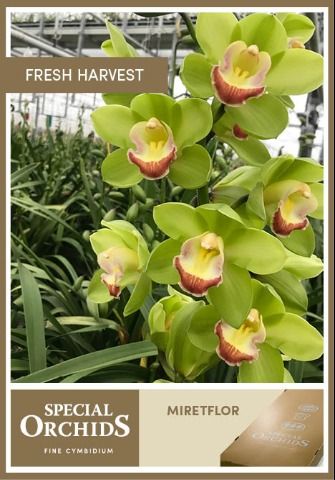 Срезанные цветы оптом Cymbidium green miretflor от 4шт из Голландии с доставкой по России