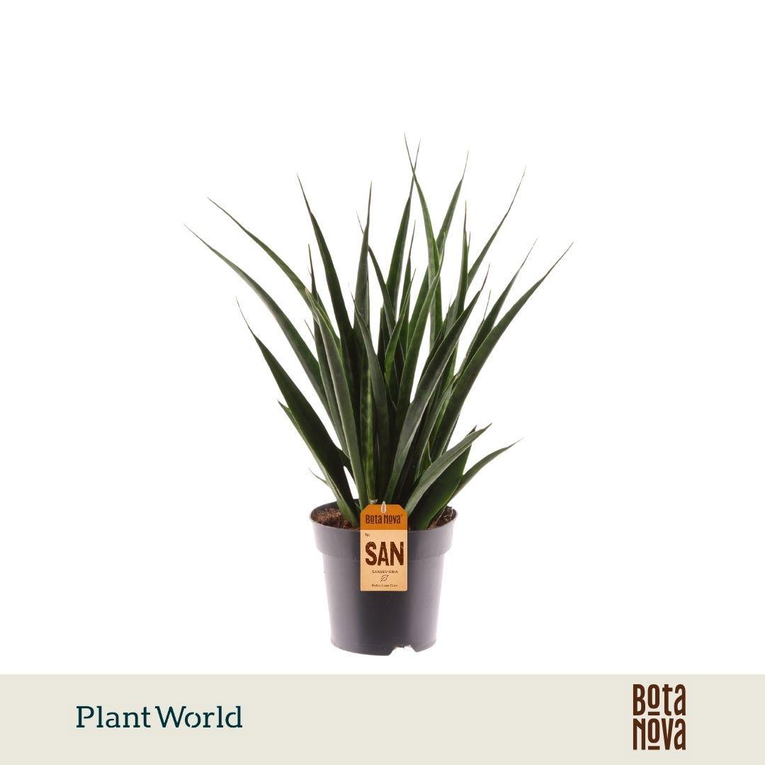 Горшечные цветы и растения оптом Sansevieria Kirkii Friends от 7шт из Голландии с доставкой по России