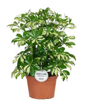 Горшечные цветы и растения оптом Schefflera Gerda Toef P21 от 1шт из Голландии с доставкой по России