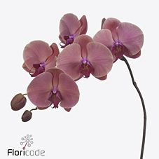 Срезанные цветы оптом Phalaenopsis coral sunset (per flower) от 45шт из Голландии с доставкой по России