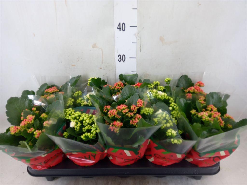 Горшечные цветы и растения оптом Kalanchoe Blos.   ..rosebud Mix  2 от 10шт из Голландии с доставкой по России
