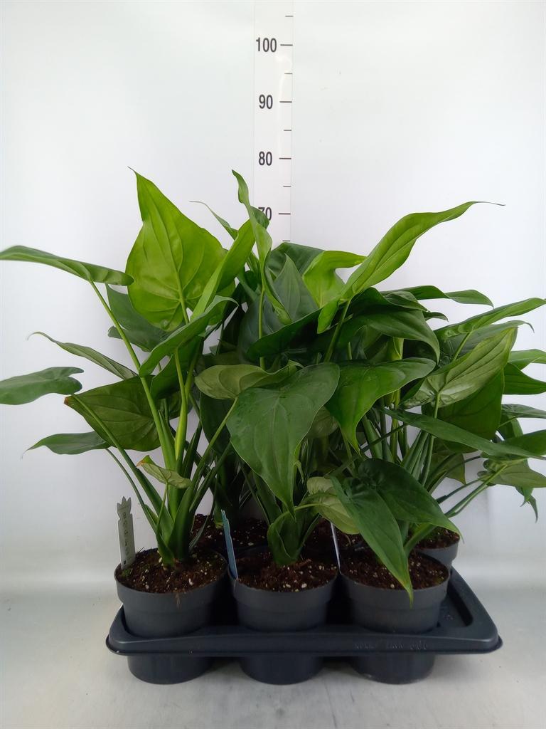 Горшечные цветы и растения оптом Alocasia Cucullata от 6шт (для телеги) из Голландии с доставкой по России