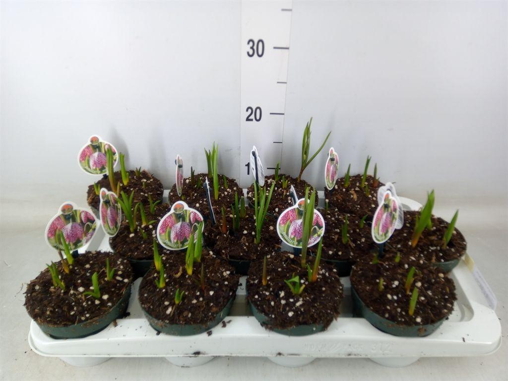 Горшечные цветы и растения оптом Fritillaria Meleagris от 12шт из Голландии с доставкой по России