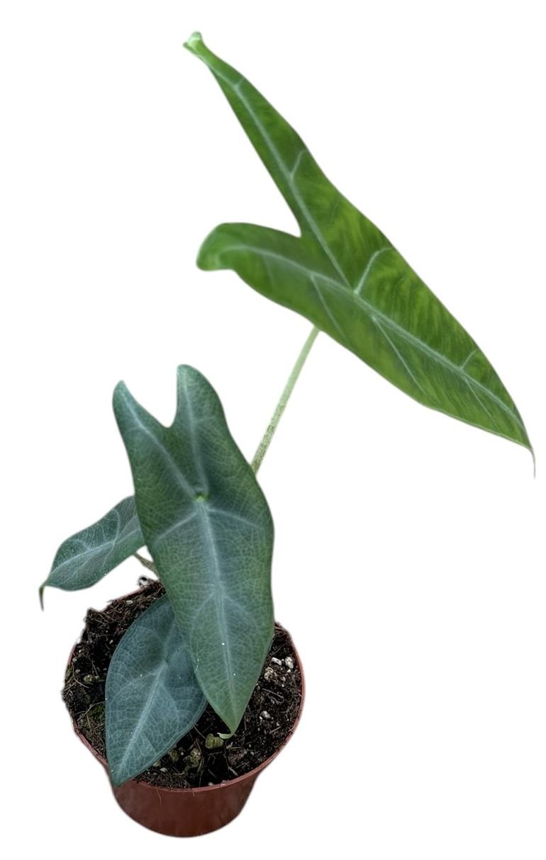Горшечные цветы и растения оптом Alocasia Longiloba Silver Crown от 1шт (для телеги) из Голландии с доставкой по России
