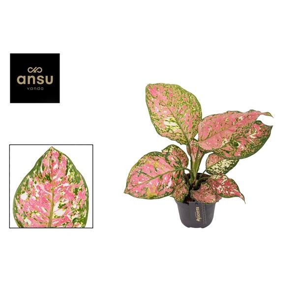 Горшечные цветы и растения оптом Aglaonema Jazzy Red от 6шт из Голландии с доставкой по России