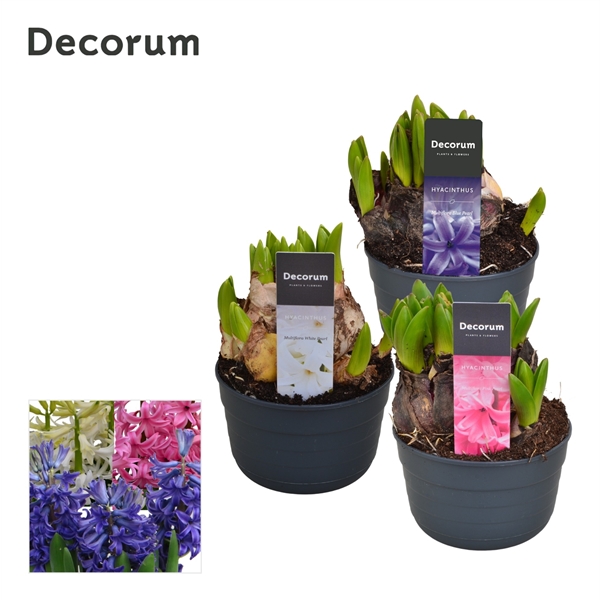 Горшечные цветы и растения оптом Hyacinthus Multiflora Mix (decorum) от 10шт из Голландии с доставкой по России