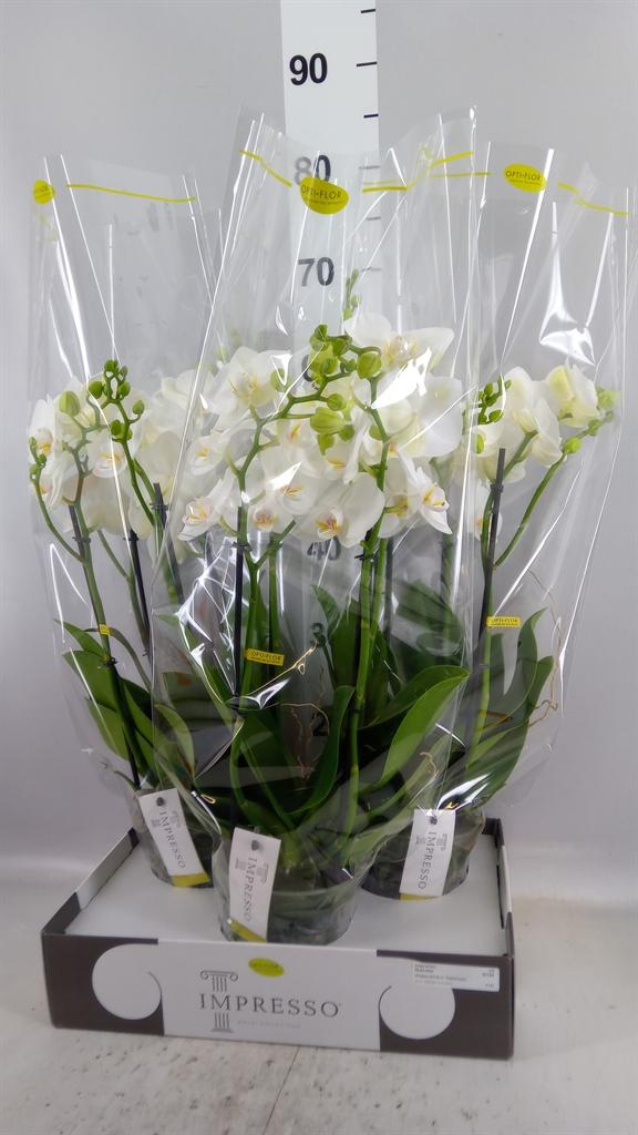 Горшечные цветы и растения оптом Phalaenopsis ...white от 3шт из Голландии с доставкой по России
