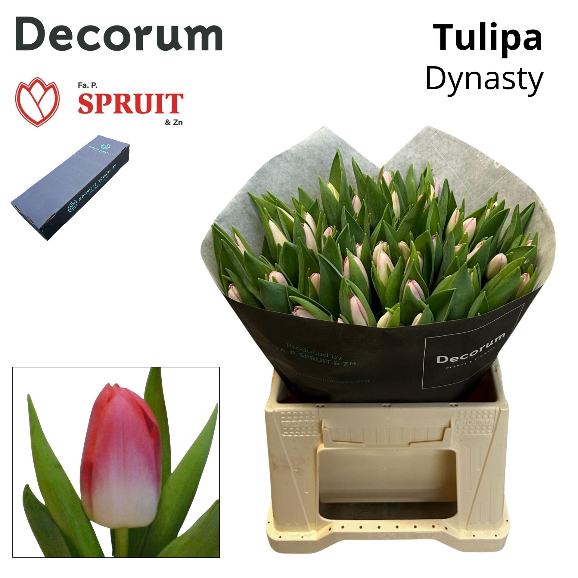 Срезанные цветы оптом Tulipa si dynasty от 200шт из Голландии с доставкой по России