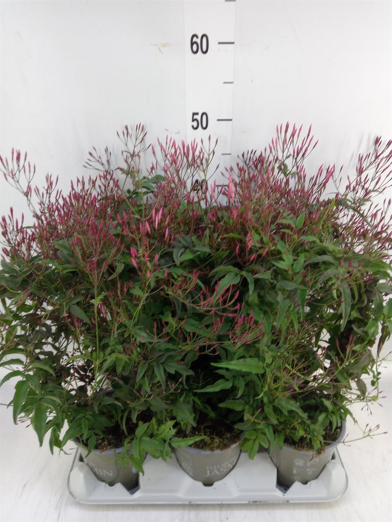 Горшечные цветы и растения оптом Jasminum Polyanthum   ...rose от 6шт из Голландии с доставкой по России