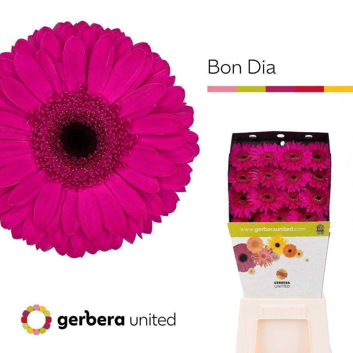 Срезанные цветы оптом Gerbera diamond bon dia от 30шт из Голландии с доставкой по России
