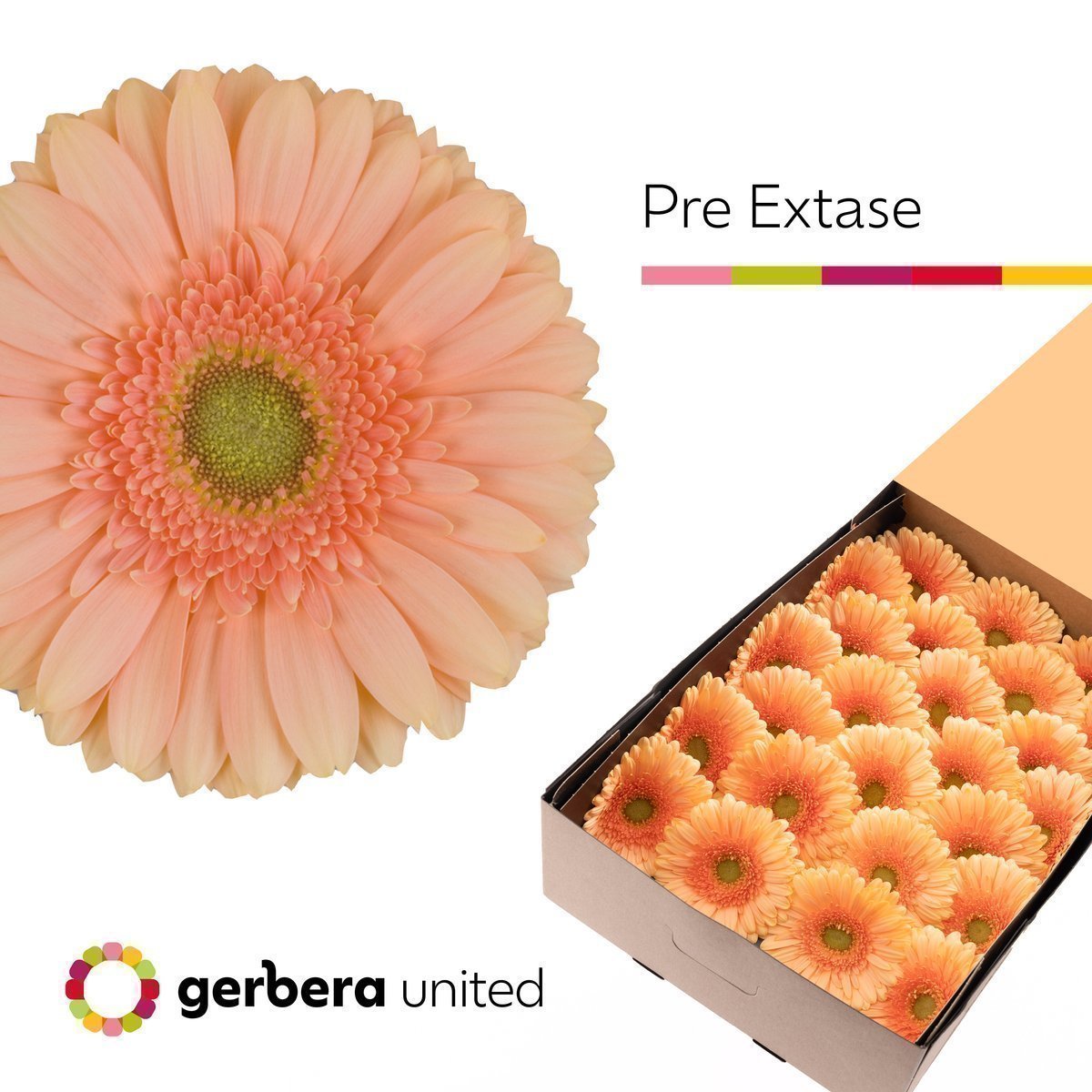 Срезанные цветы оптом Gerbera pre-extase от 50шт из Голландии с доставкой по России