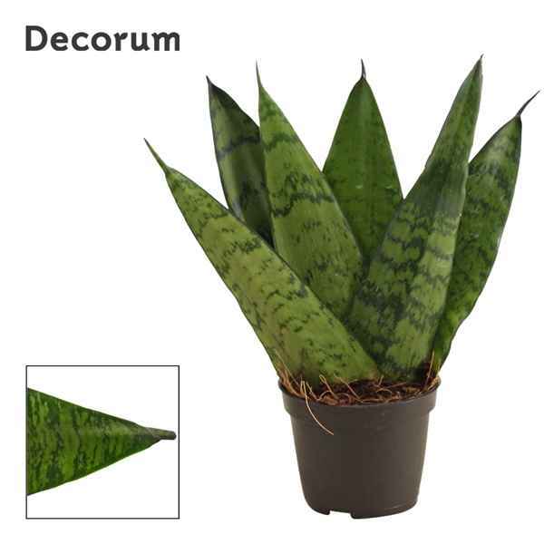 Горшечные цветы и растения оптом Sansevieria Zeylanica Fan (decorum) от 14шт из Голландии с доставкой по России