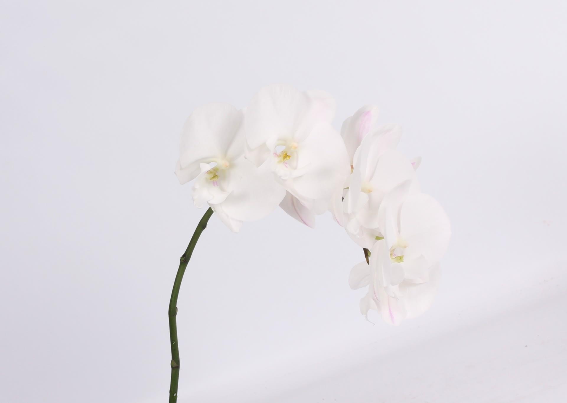 Срезанные цветы оптом Phalaenopsis white lips (per stem) от 10шт.. из Голландии с доставкой по России