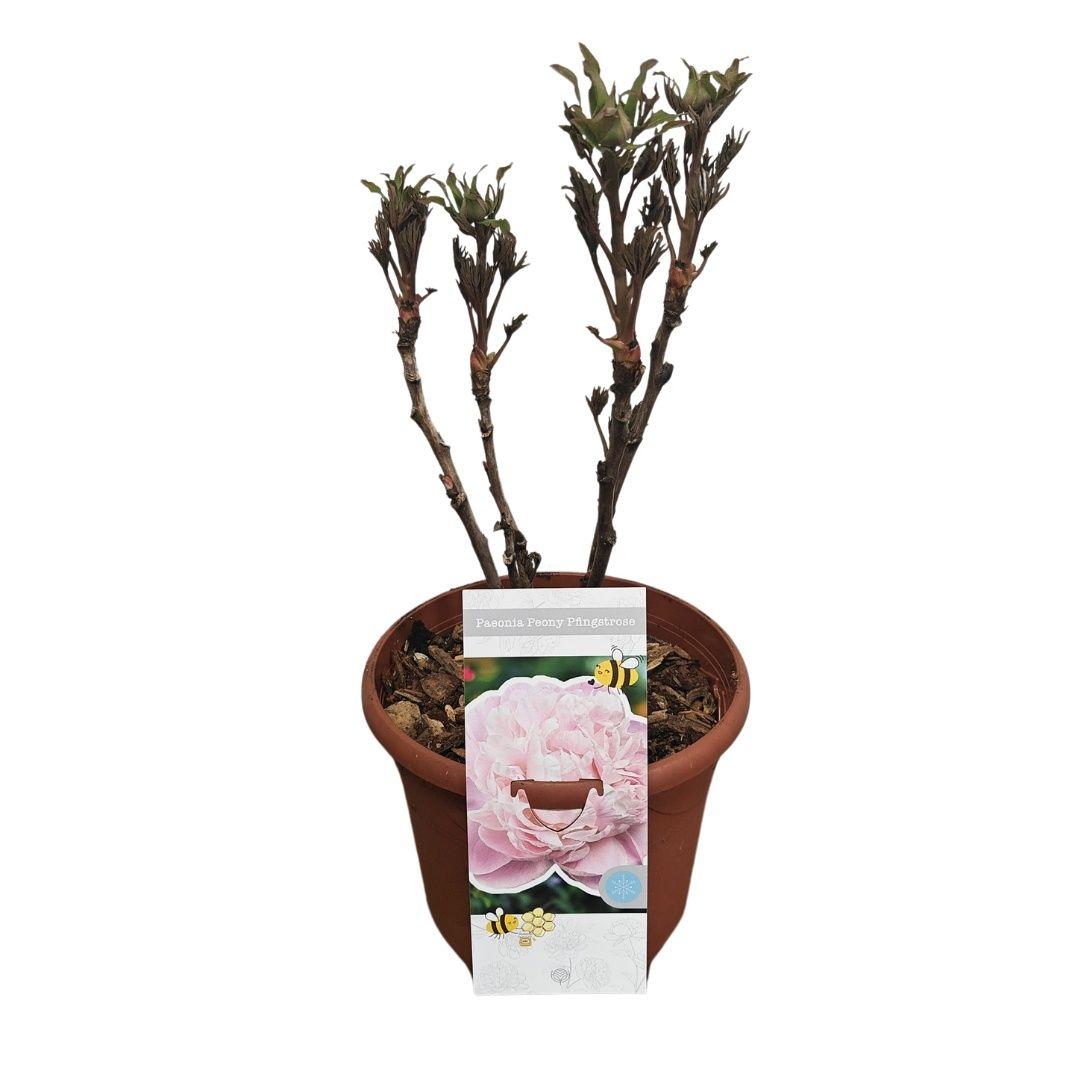 Горшечные цветы и растения оптом Paeonia Suffruticosa от 1шт из Голландии с доставкой по России