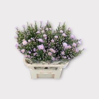 Срезанные цветы оптом Aster claudia от 50шт из Голландии с доставкой по России