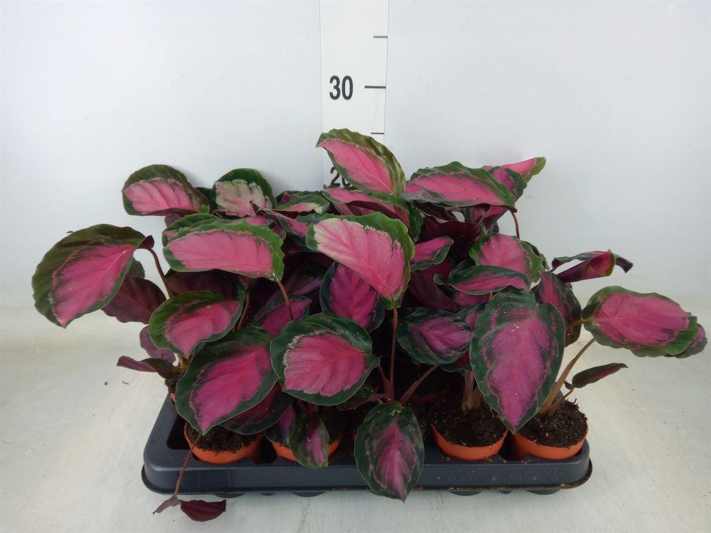 Горшечные цветы и растения оптом Calathea   ... от 20шт (для телеги) из Голландии с доставкой по России