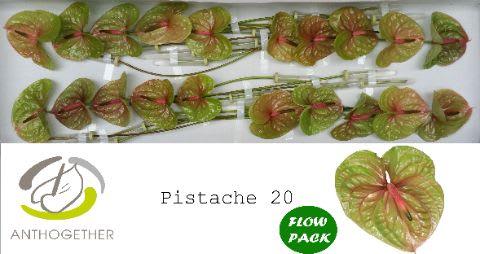 Срезанные цветы оптом Anthurium pistache от 20шт из Голландии с доставкой по России