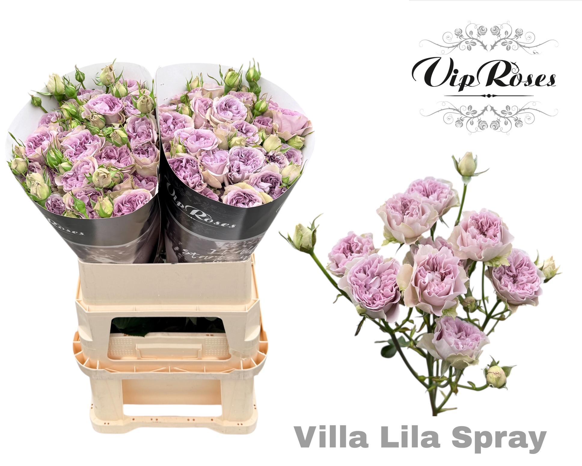Срезанные цветы оптом Rosa spray villa lila от 20шт из Голландии с доставкой по России