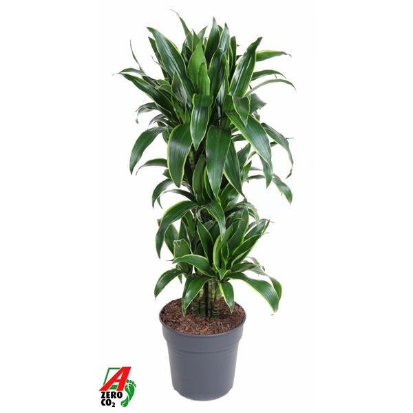 Горшечные цветы и растения оптом Drac Arturo Branched от 1шт из Голландии с доставкой по России