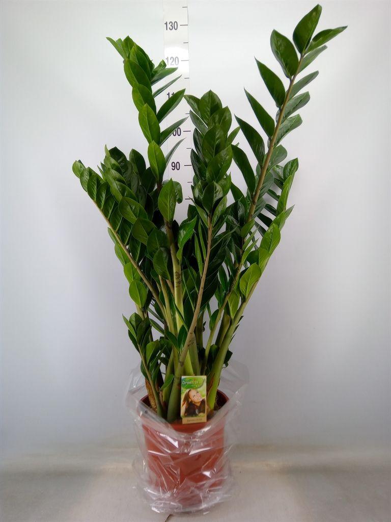 Горшечные цветы и растения оптом Zamioculcas Zamiifolia от 1шт из Голландии с доставкой по России