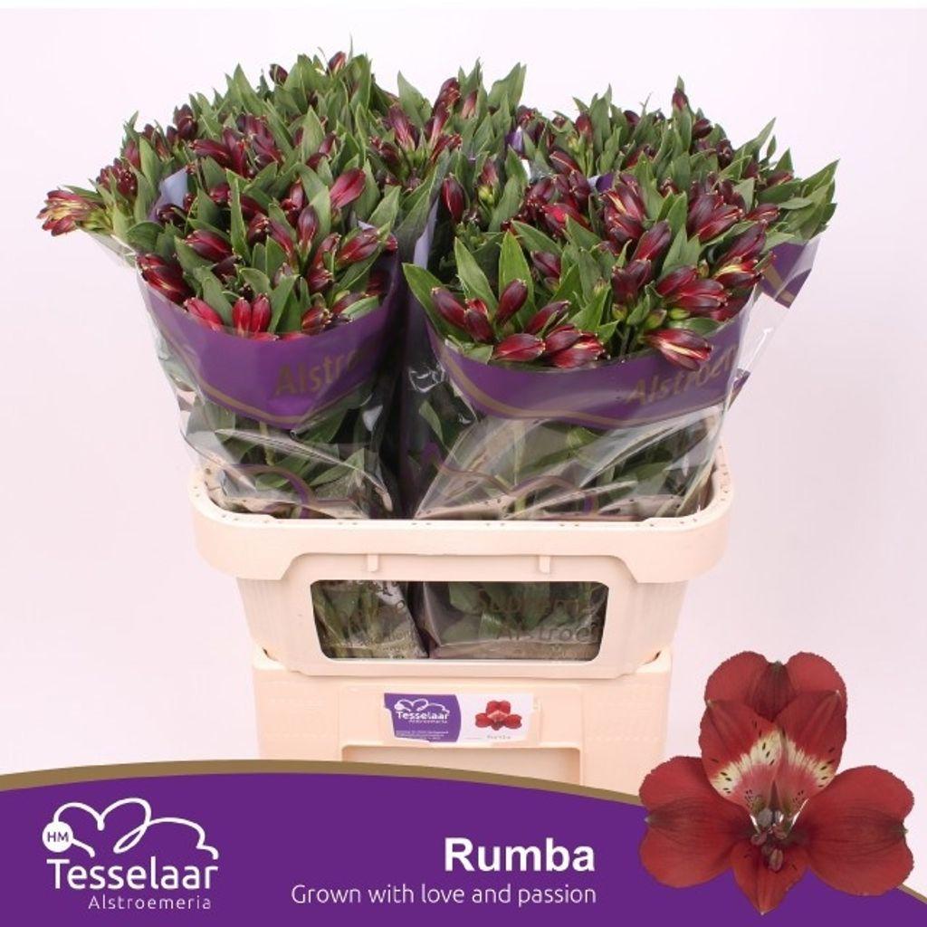 Срезанные цветы оптом Alstroemeria rumba от 50шт из Голландии с доставкой по России