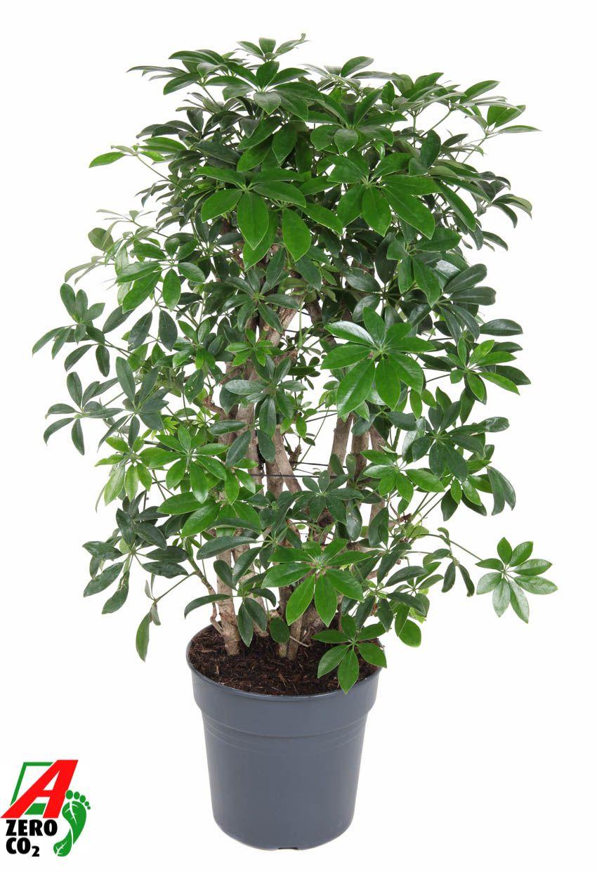 Горшечные цветы и растения оптом Schefflera Compacta 3pp от 1шт из Голландии с доставкой по России