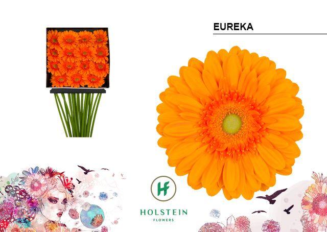 Срезанные цветы оптом Gerbera diamond eureka от 15шт из Голландии с доставкой по России