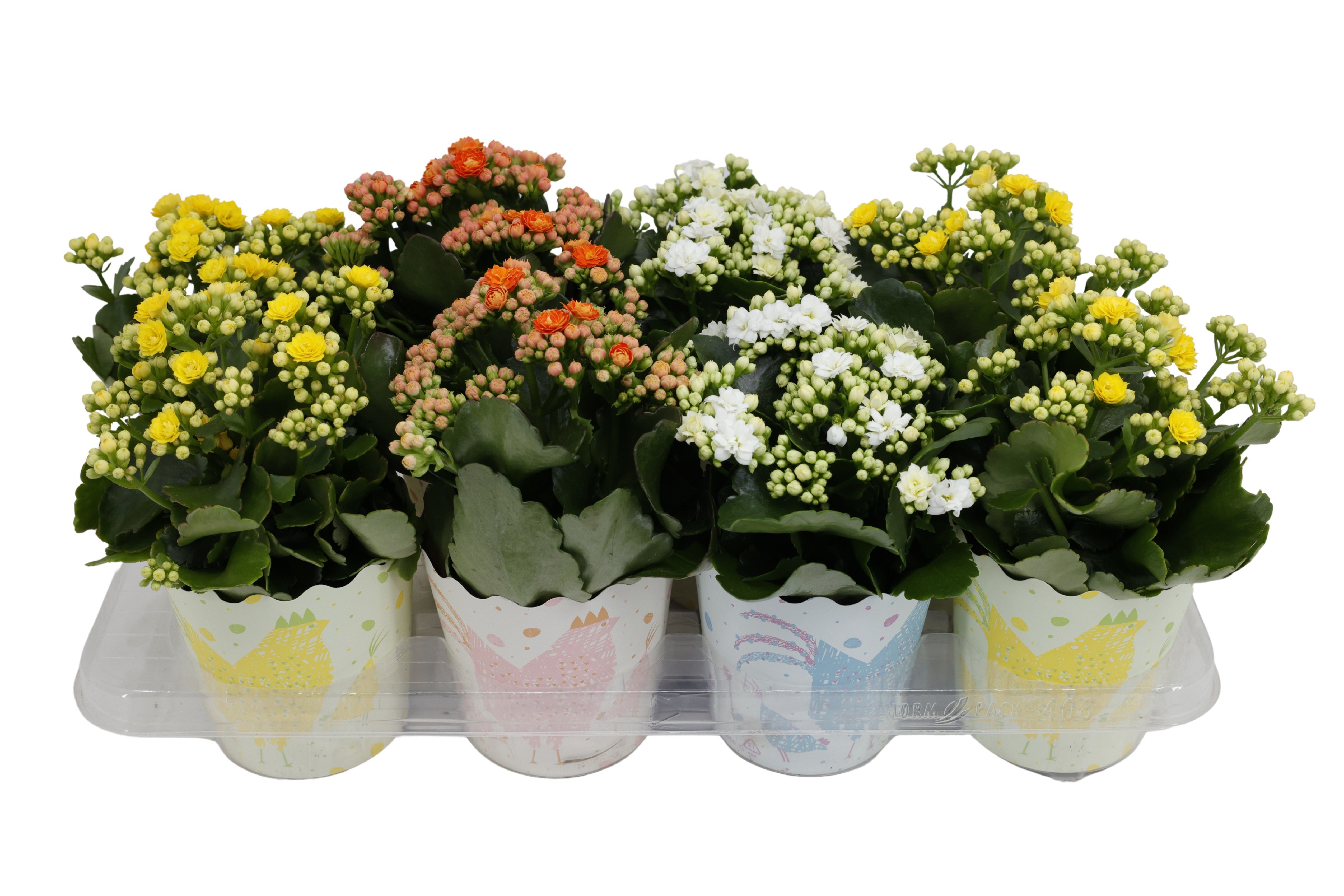 Горшечные цветы и растения оптом Kamerpl Bloeiend Gem от 8шт из Голландии с доставкой по России