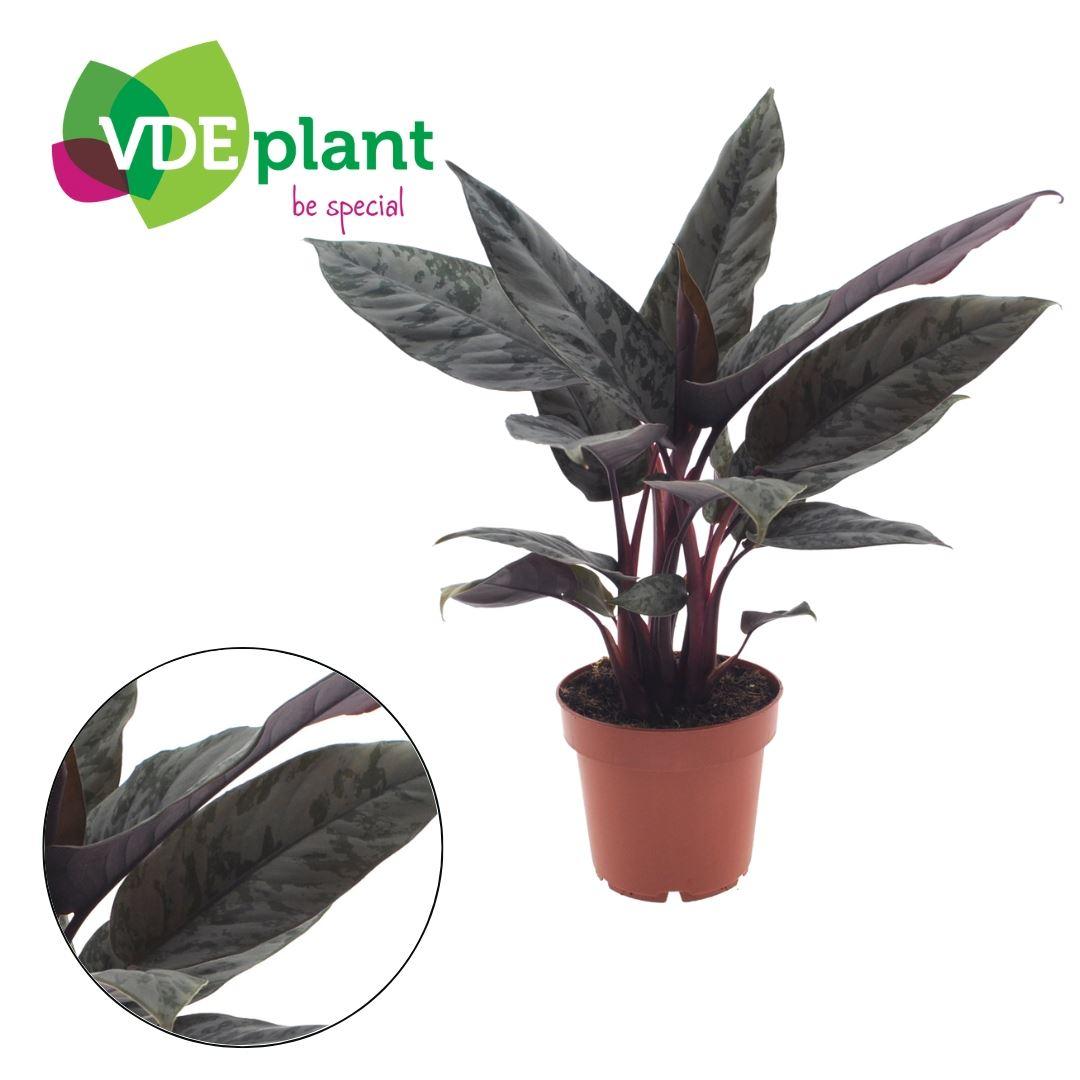 Горшечные цветы и растения оптом Apoballis Acuminatissima от 6шт из Голландии с доставкой по России