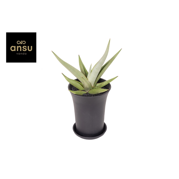 Горшечные цветы и растения оптом Sansevieria Comet Pastel Grey от 5шт из Голландии с доставкой по России