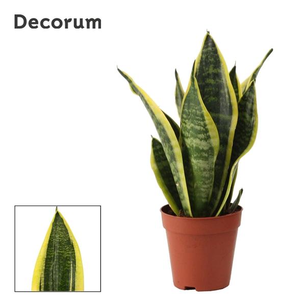 Горшечные цветы и растения оптом Sansevieria Superba (decorum) от 18шт (для телеги) из Голландии с доставкой по России