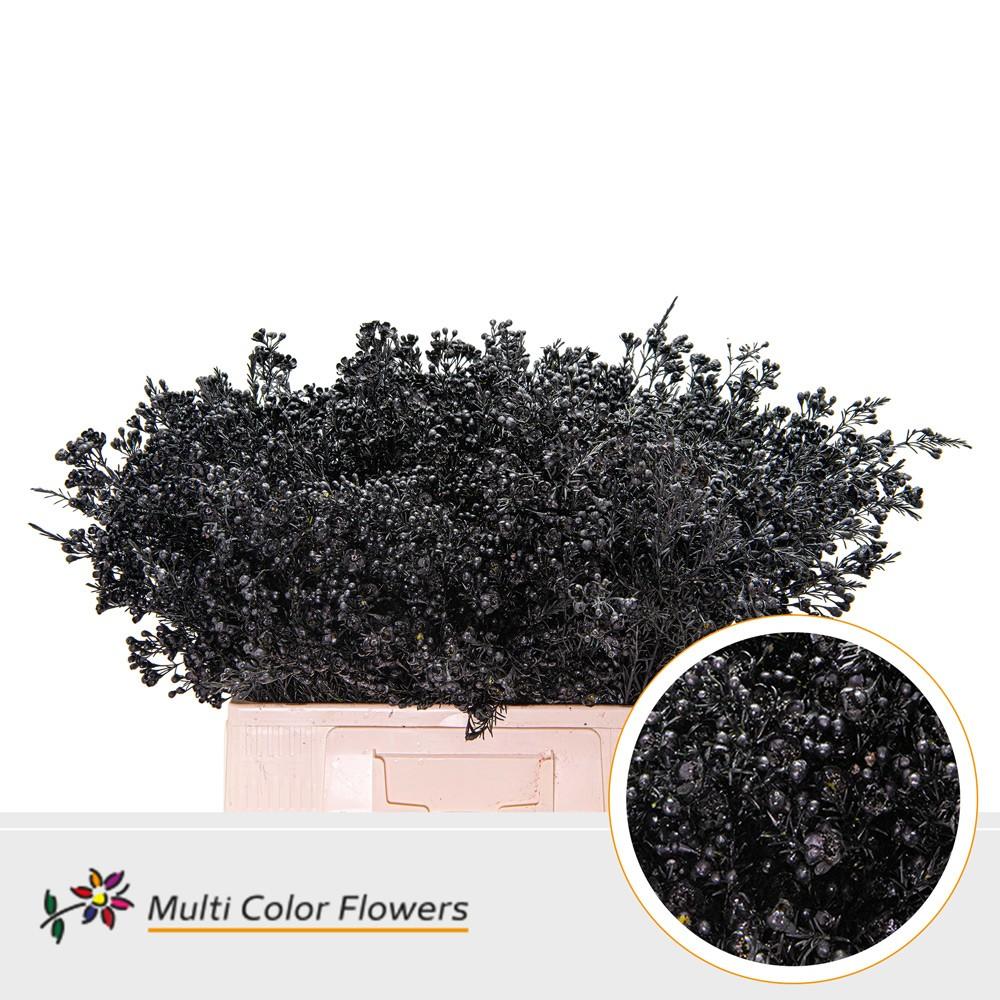 Срезанные цветы оптом Chamelaucium paint black от 100шт из Голландии с доставкой по России