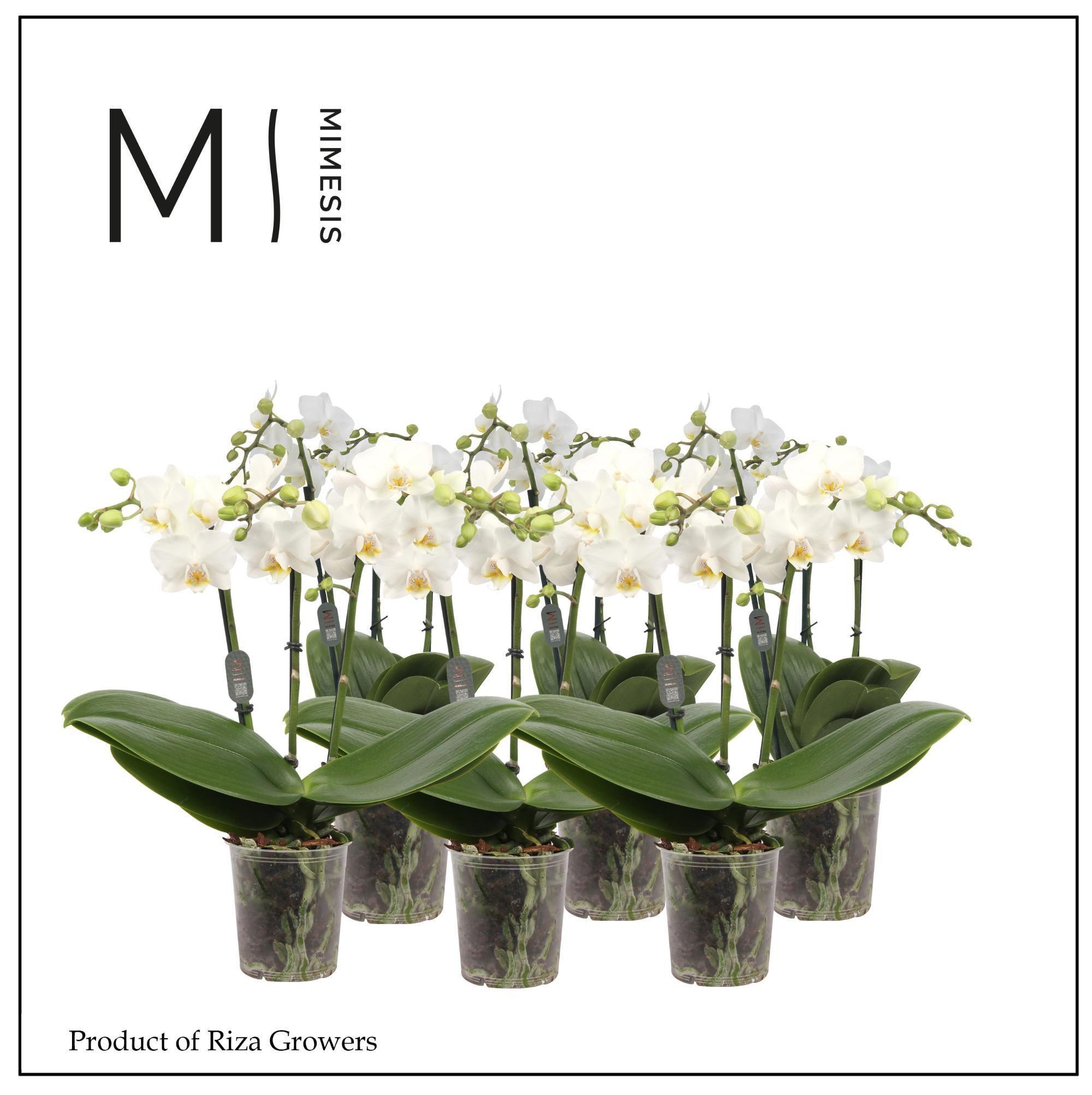 Горшечные цветы и растения оптом Phal Multi 3st White (mimesis) от 10шт из Голландии с доставкой по России