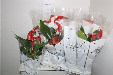Горшечные цветы и растения оптом Anthu An Gem 4 Kl 4+ * Spring Deal * от 8шт из Голландии с доставкой по России