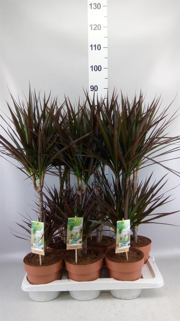 Горшечные цветы и растения оптом Dracaena Marg. magenta от 6шт из Голландии с доставкой по России