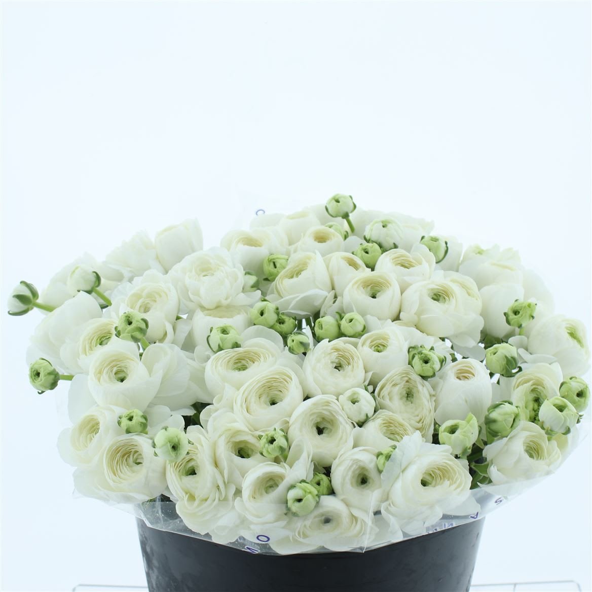 Срезанные цветы оптом Ranunculus success niveo от 50шт из Голландии с доставкой по России