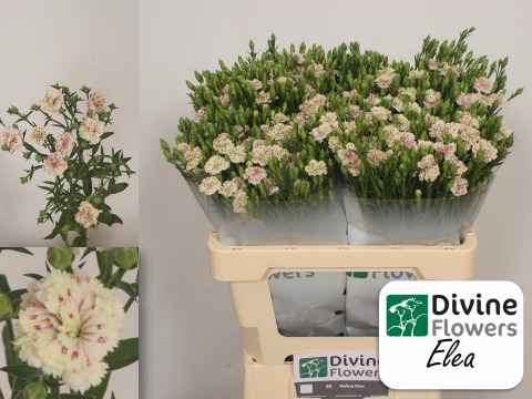 Срезанные цветы оптом Dianthus sp raffine elea от 60шт из Голландии с доставкой по России