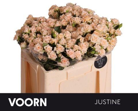 Срезанные цветы оптом Rosa spray justine от 50шт из Голландии с доставкой по России