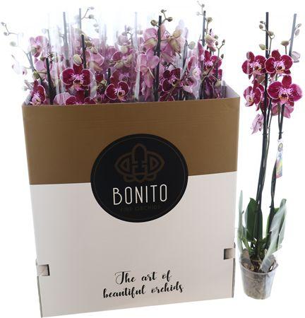 Горшечные цветы и растения оптом Phal Reims 3 Tak от 12шт из Голландии с доставкой по России