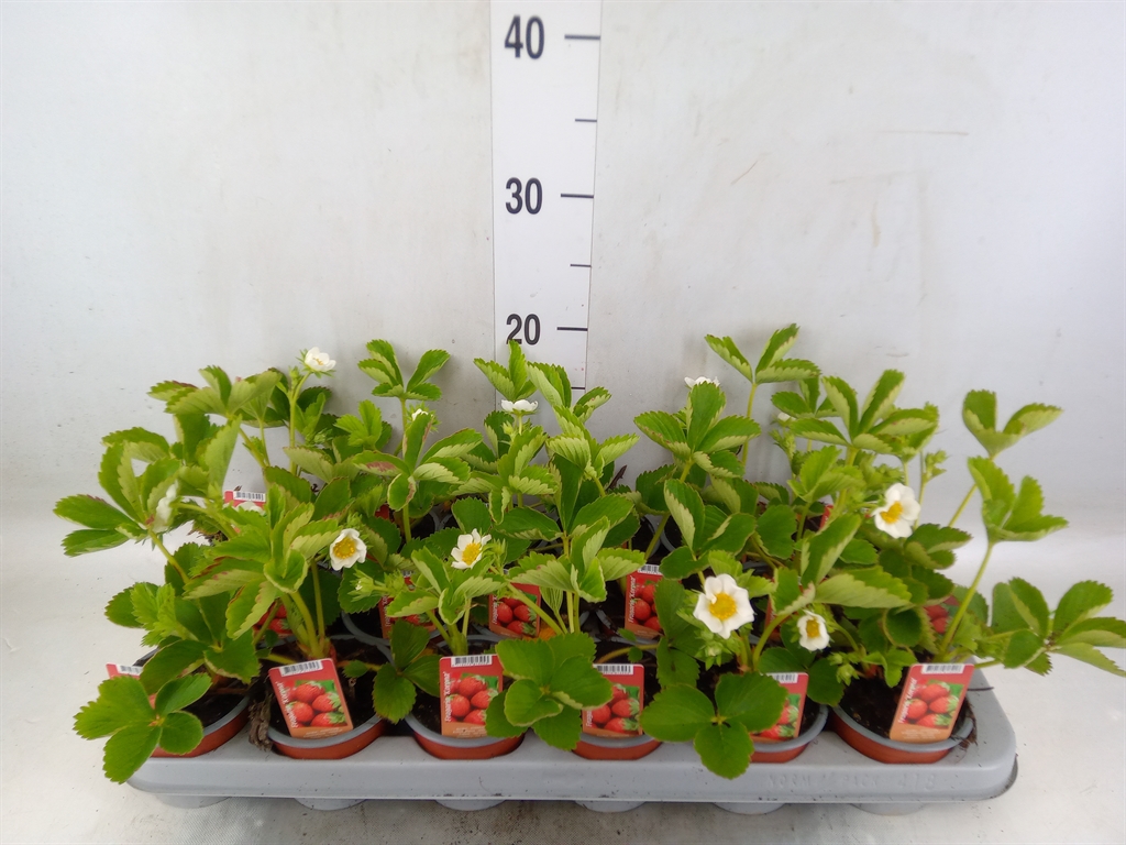 Горшечные цветы и растения оптом Fragaria   ... от 18шт (для телеги) из Голландии с доставкой по России