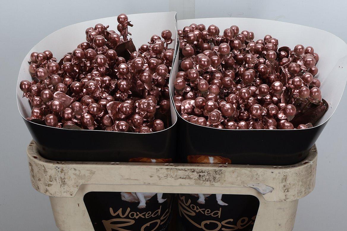 Срезанные цветы оптом Hypericum wax copper от 50шт из Голландии с доставкой по России