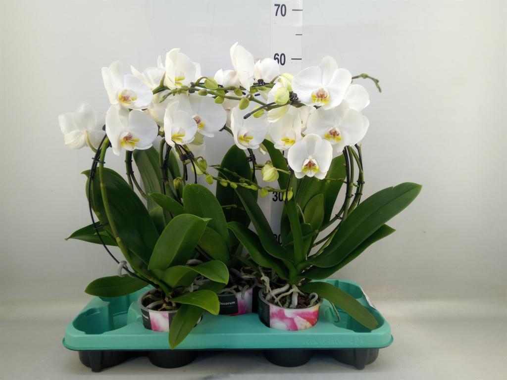 Горшечные цветы и растения оптом Phalaenopsis   ... от 5шт из Голландии с доставкой по России